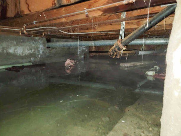 Best Water damage repair service  in North El Monte, CA