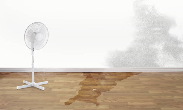 Best Local water damage restoration  in North El Monte, CA