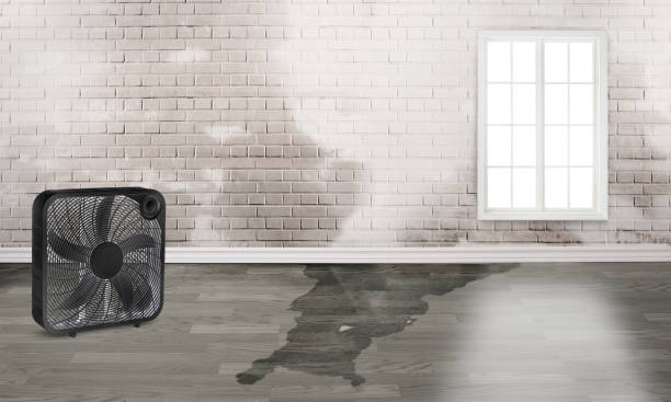 Best Flood damage cleanup  in North El Monte, CA
